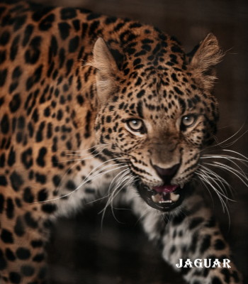 jaguar